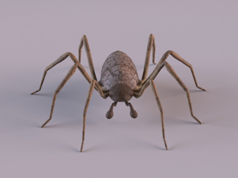 Crab spider 3Dモデル