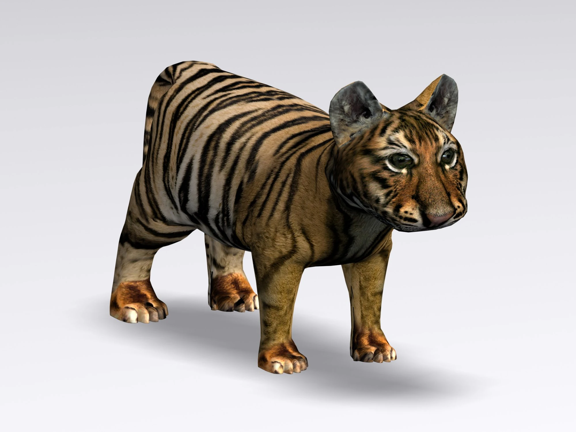 baby tiger 3D Model .c4d .max .obj .3ds .fbx .stl .blend 