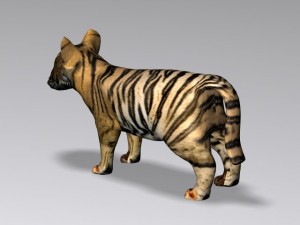 baby tiger 3D Model