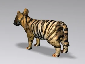 baby tiger 3D Model