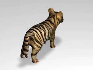 baby tiger 3D Model