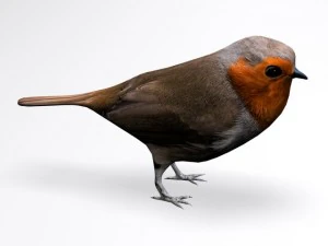european robin 3D Model