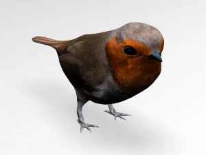 european robin 3D Model