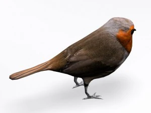 european robin 3D Model