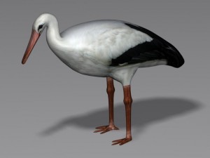 stork 3D Model