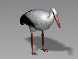 stork 3D 模型