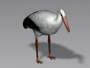cicogna Modello 3D