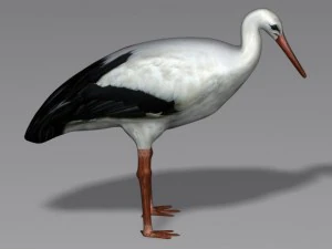 cicogna Modello 3D
