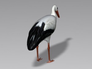 stork 3D 模型