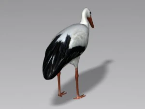 cicogna Modello 3D