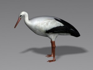 stork 3D 模型