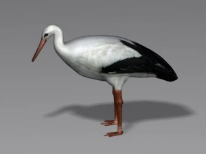 cicogna Modello 3D