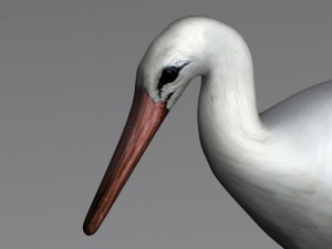 stork 3D 模型