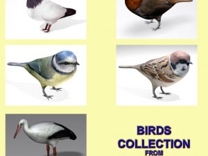 birds collection 3Dモデル