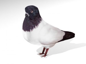 birds collection 3D Modell