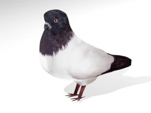 birds collection 3D Model