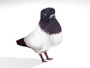 birds collection 3D Modell