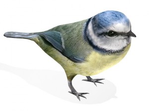 birds collection 3D Modell