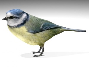 birds collection 3D Modell