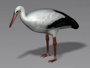 birds collection 3D Model