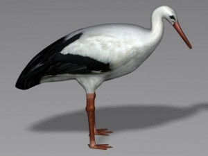 birds collection 3D Modell