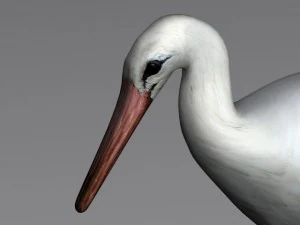 birds collection 3D Model