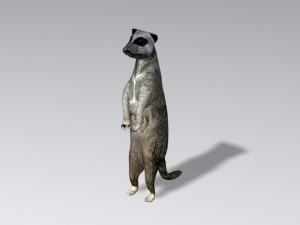 meerkat Modelo 3D