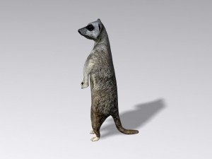 meerkat Modello 3D