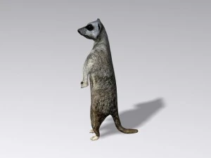 suricata Modelo 3D