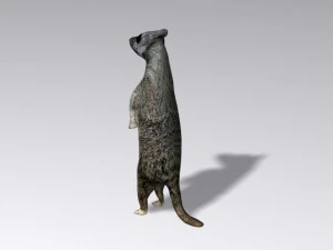 suricata Modelo 3D