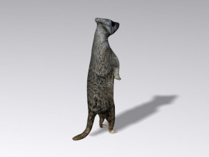 meerkat Modello 3D