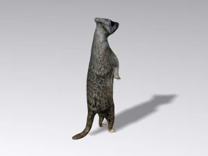 suricata Modelo 3D