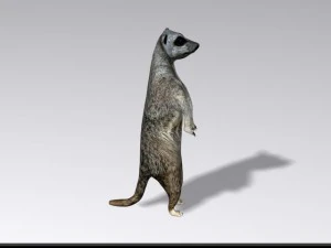 suricata Modelo 3D