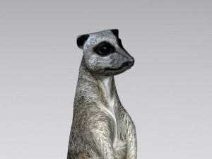 meerkat Modello 3D