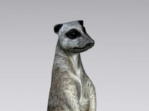 suricata Modelo 3D