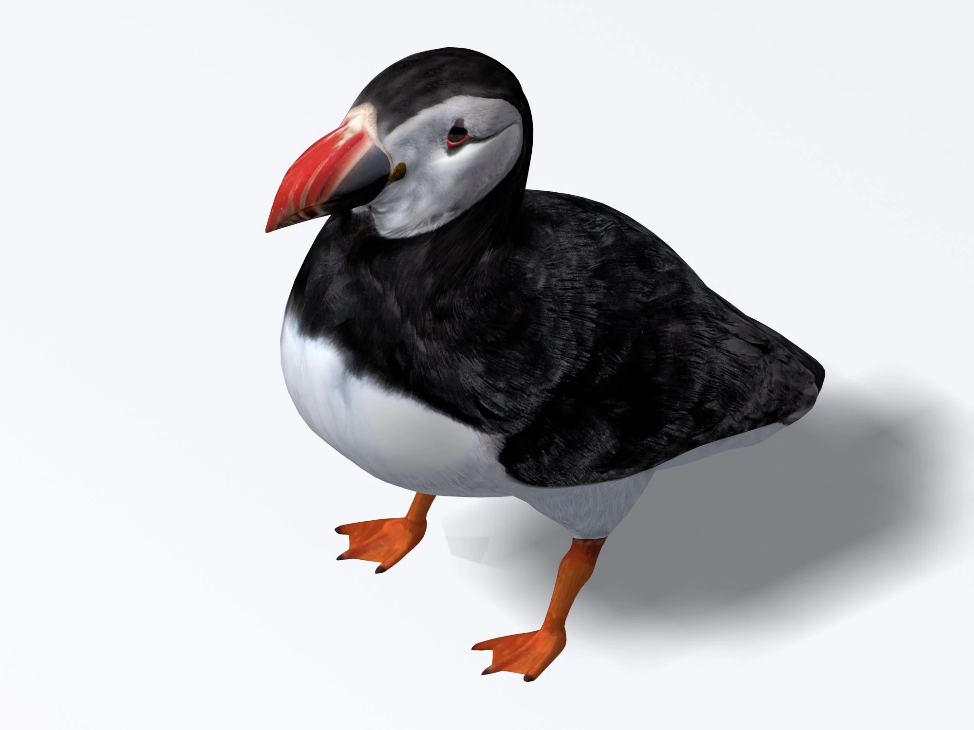 puffin 3D Model .c4d .max .obj .3ds .fbx .stl .blend 