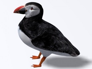 puffin 3D-Modell