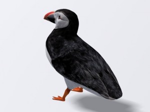 puffin 3D-Modell