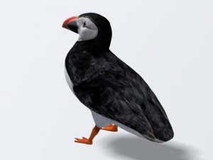 puffin 3D Model
