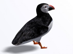 puffin 3D-Modell
