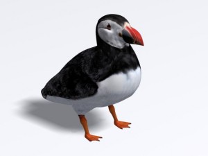 puffin 3D-Modell