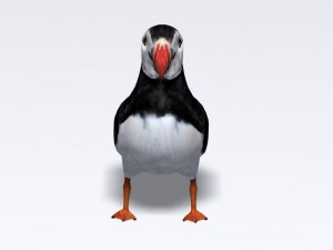 puffin 3D-Modell