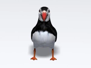puffin 3D Model