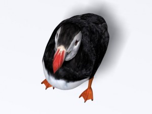 puffin 3D-Modell