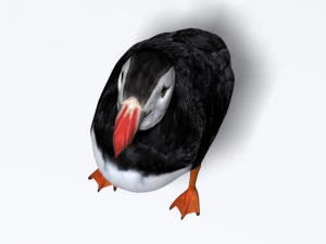puffin 3D Model