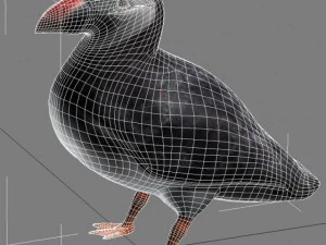 puffin 3D Model