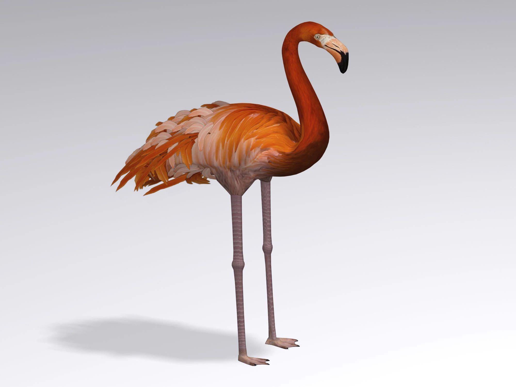 flamingo 3D Model .c4d .max .obj .3ds .fbx .stl .blend 