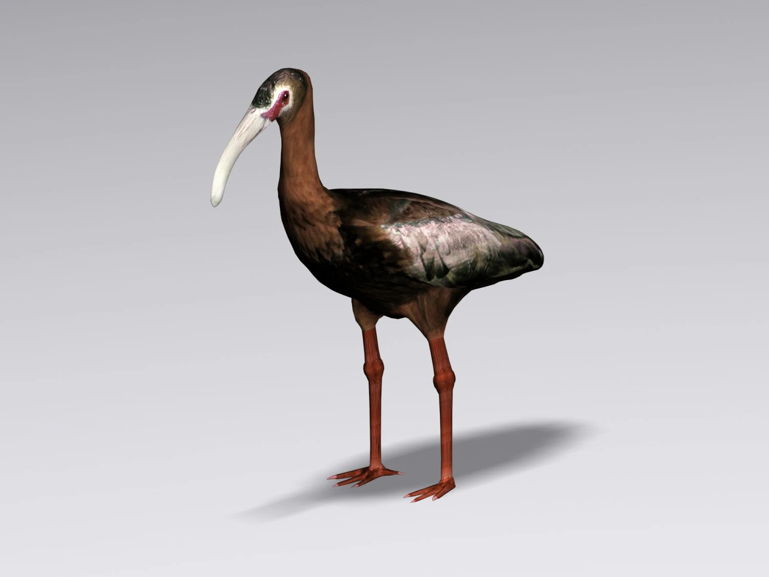 white faced ibis 3D Model .c4d .max .obj .3ds .fbx .stl .blend 