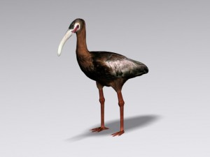 white faced ibis Modelo 3D