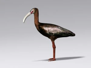 white faced ibis 3D Model